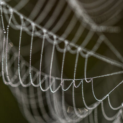 Spider's lace