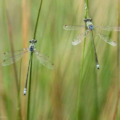 Small emerald damsels (lestes virens)