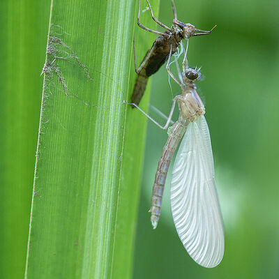 Een nieuw leven begint
