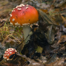Fly agaric/vliegenzwam