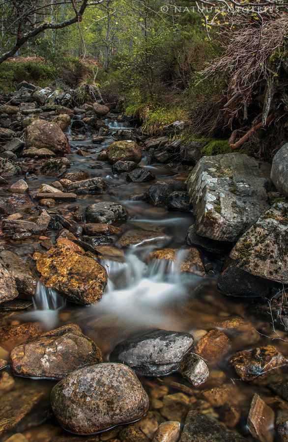 coachan a ghuib stream in Glenmore Forest