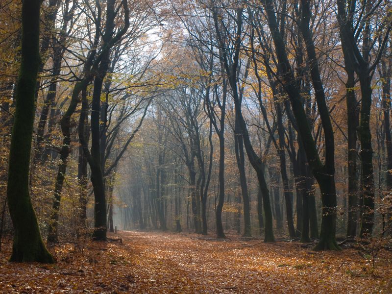 Autumn in the Speulderbos