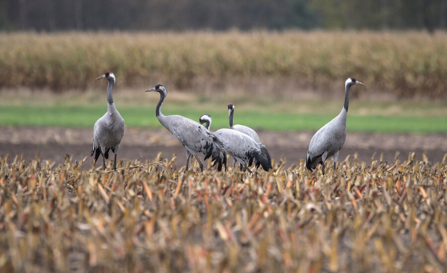 Geluksvogels