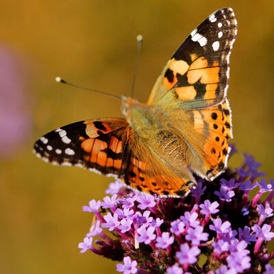 Painted lady