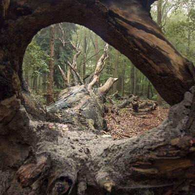 To see the forest through the trees.