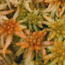 Veenmos (spagnum denticulatum)