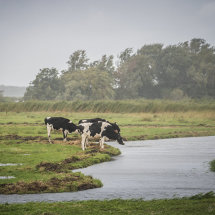 koeien in de reg, uitdam, waterlanden