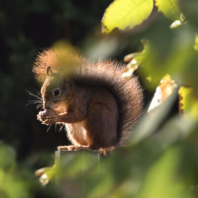 Eekhoorn in de avondzon