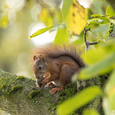 Rode eekhoorn in de walnootboom