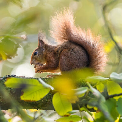 Kleine dief - eekhoorn in de walnootboom