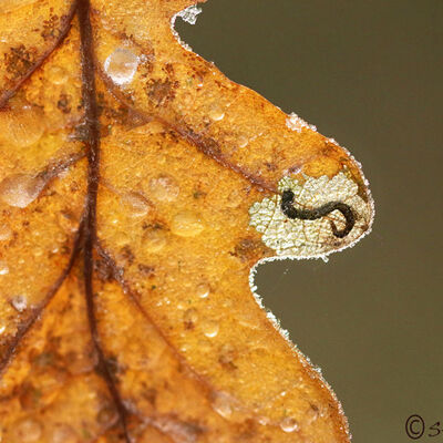 Autumn: detail of an oak leaf