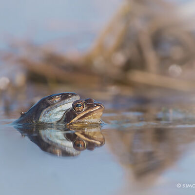Heikikkers parend in het zonnetje