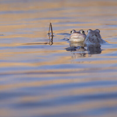Blues Brothers, heikikkers