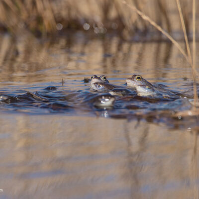 Total mayhem, heikikker