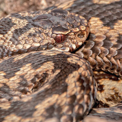 Adder
