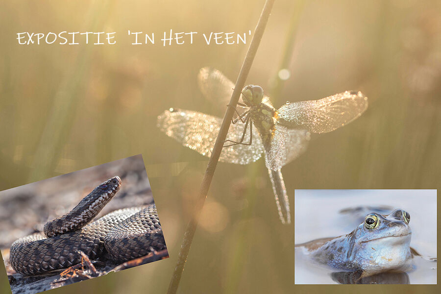 expositie In het veen Novawhere