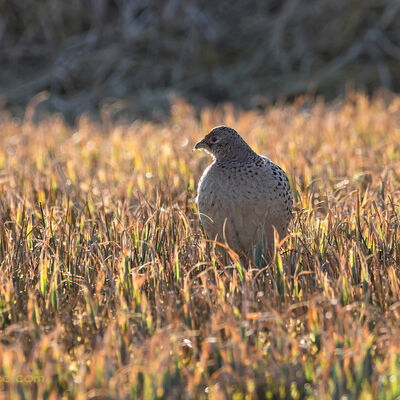 Fazantenhen in morgenlicht