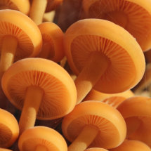 Velvet feet/fluweelpootjes