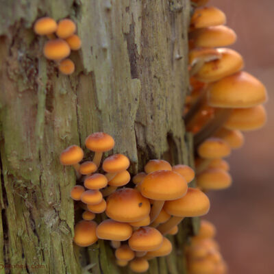 Velvet feet/fluweelpootjes