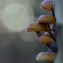 Old bunch of velvet feet/fluweelpootjes