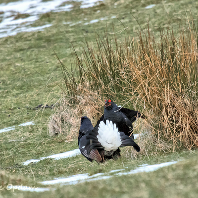 Black grouse