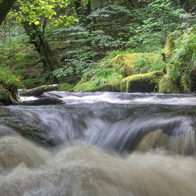 Golitha Falls