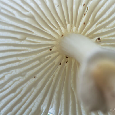 Porseleinzwam (oudemansiella mucida)