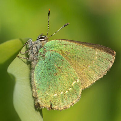 Green hairstreak (callophrys rubi/groentje)