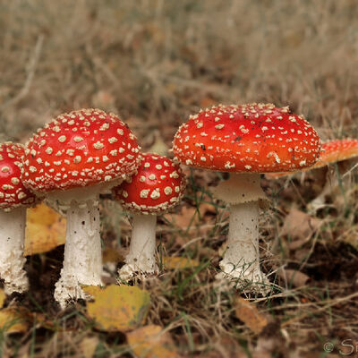 Group of fly agarics/vliegenzwammen
