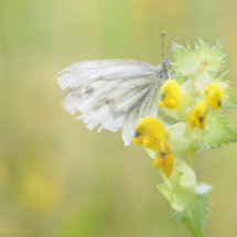 Ragged, yet pretty