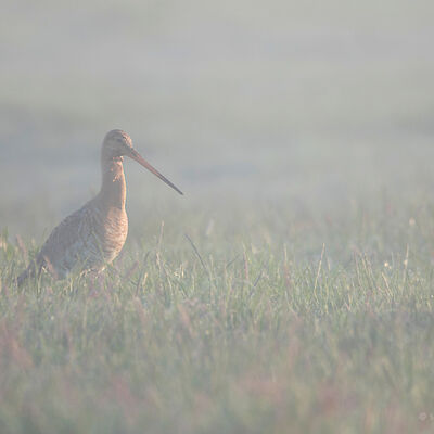 Gruttodame in de ochtendnevel