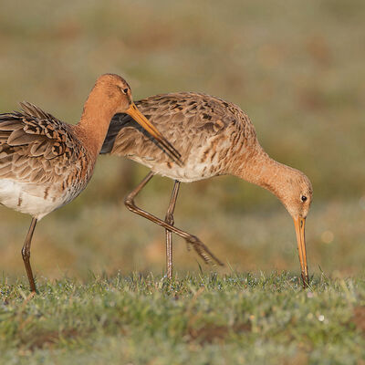 Grutto's in Waterland