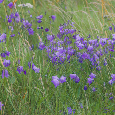 The colour purple: harebells