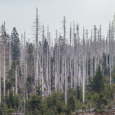 Sparrensterfte in de Harz