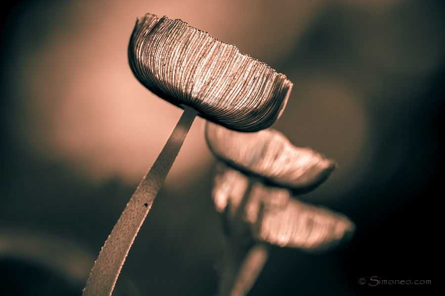 Mushroom sepia, hazenpootje/(<em>coprinopsis lagopus</em>)/hare's foot inkcap