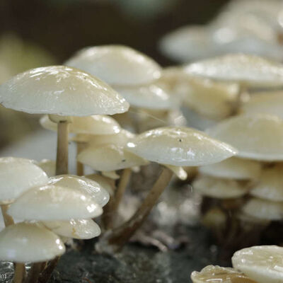 Porcelain fungi/porseleinzwammen