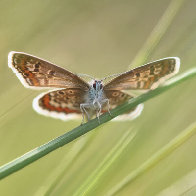 Close encouter with silver-studded blue