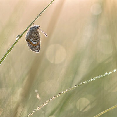 Heideblauwtje vrouw (plebejus argus)