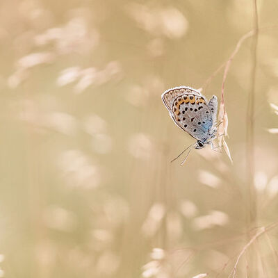 Heideblauwtje man (<em>plebejus argus</em>/silver-studded blue