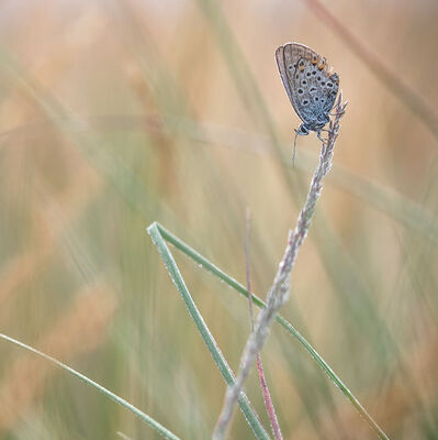 Heideblauwtje man (plebejus argus)