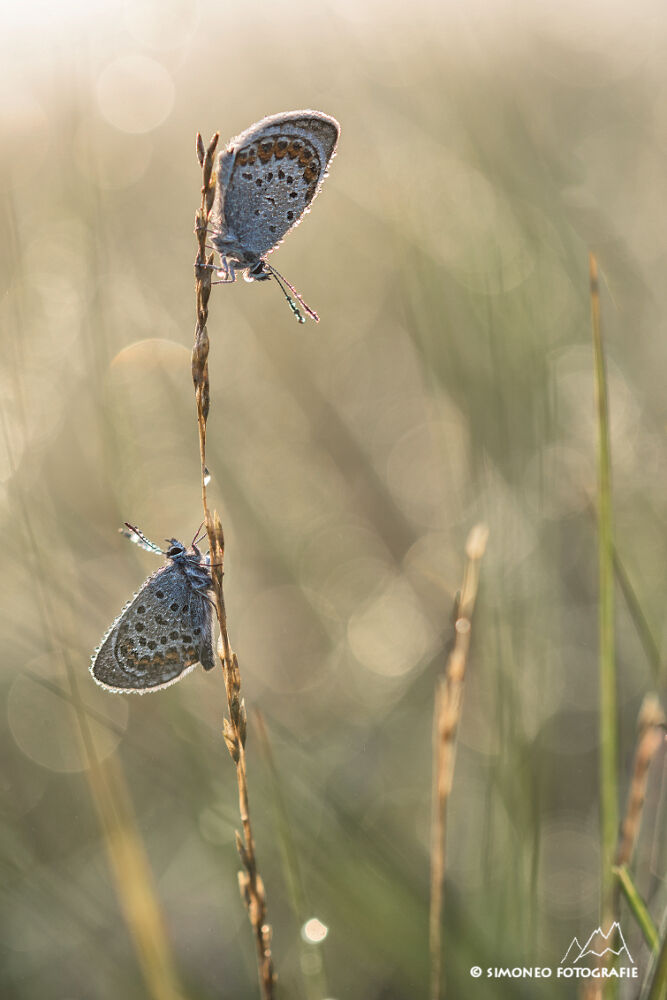 mannetjes van het heideblauwtje