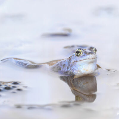 Heikikker tussen het dril