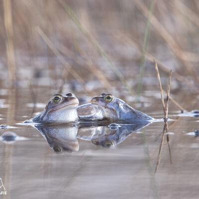 Blauwe mannen <em>rana arvalis</em>