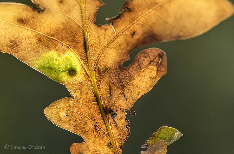 First colours of Autumns