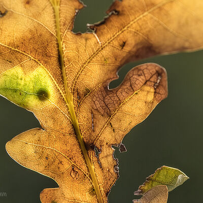 First colours of Autumns