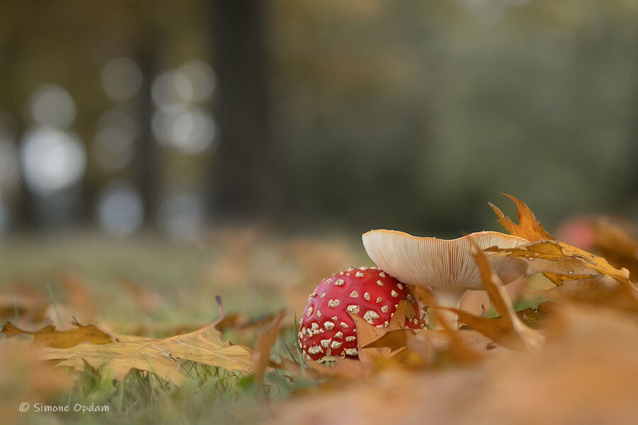 Vliegenzwammen (amanita muscaria)