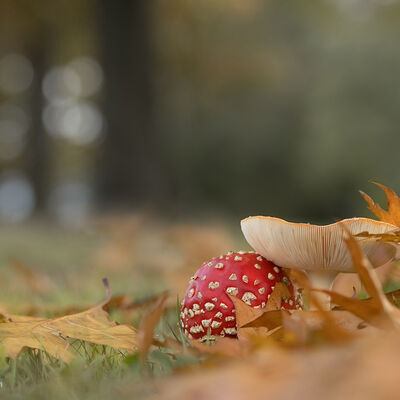Vliegenzwammen (amanita muscaria)