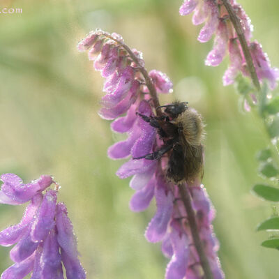 Bumblebee in bird vetch