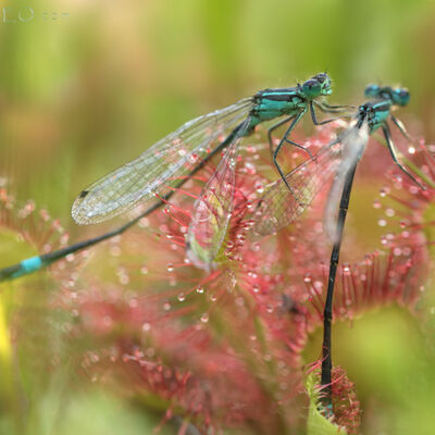 Broken wings - broken dreams