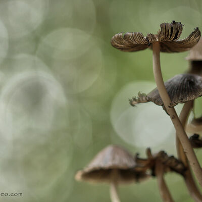hazenpootjes (coprinopsis lagopus)